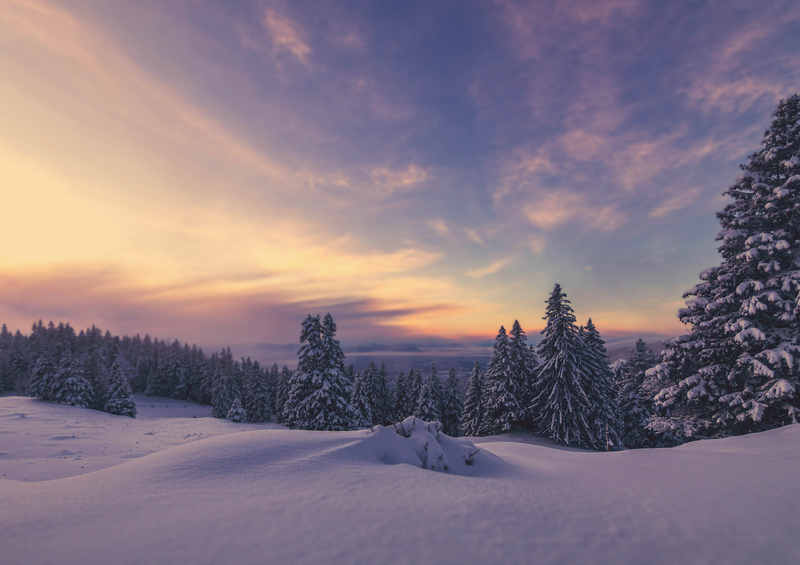 Snow-covered pine forest landscape at sunset