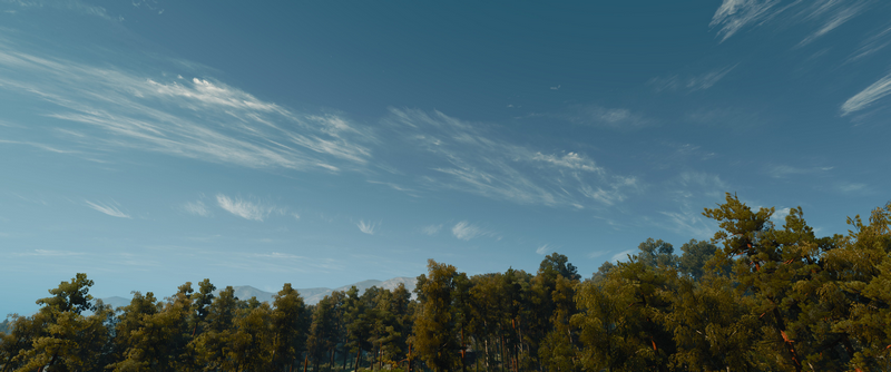 Ultrawide view of trees against a cloudy sky