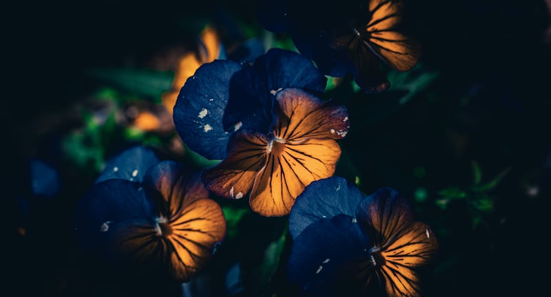 Close-up of orange and blue pansy flowers