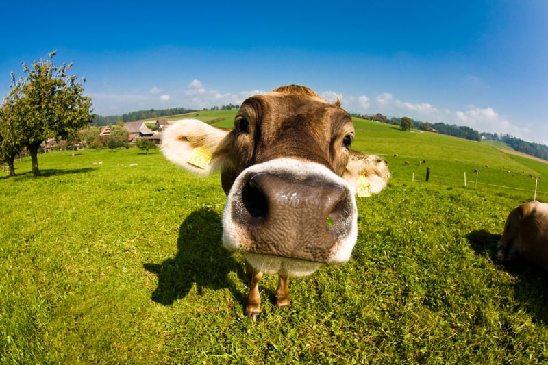 Close-up of a cows face in a green field