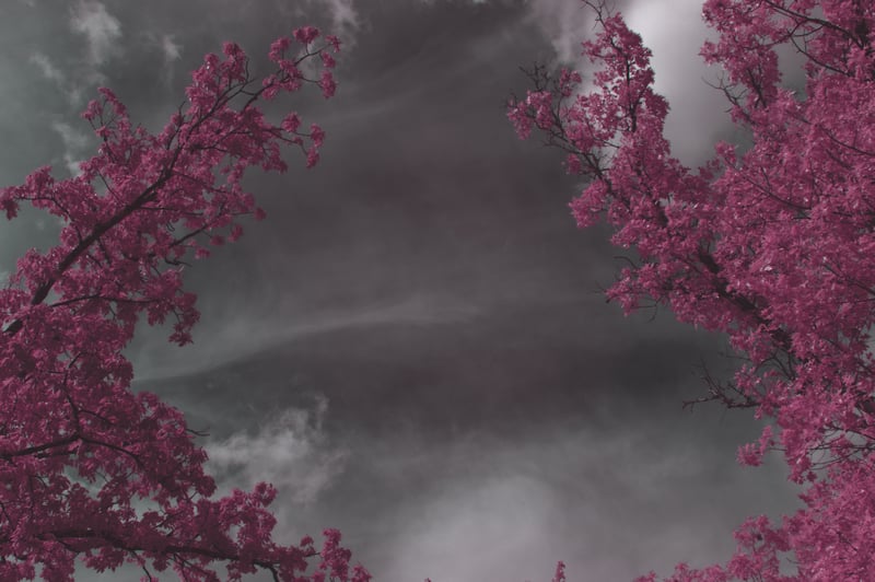 Infrared photography of pink branches against a cloudy sky