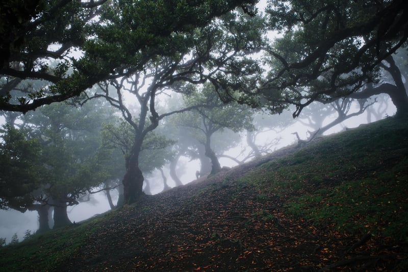 Misty forest with ancient trees on a hill