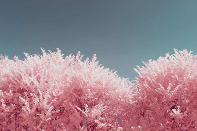 Pink foliage against a teal sky