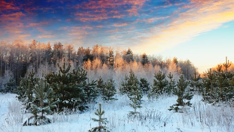 Snowy pine forest at sunset with colorful sky