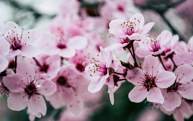 Close-up of Pink Cherry Blossom Flowers