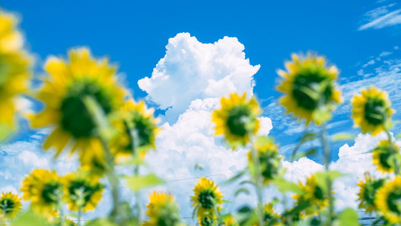Sunflowers against a bright blue sky with clouds