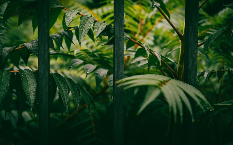 Green leaves with water drops behind a fence