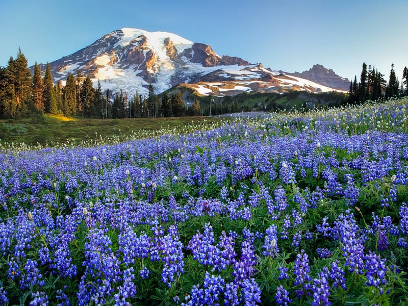 Field of purple flowers with a snowy mountain in the background