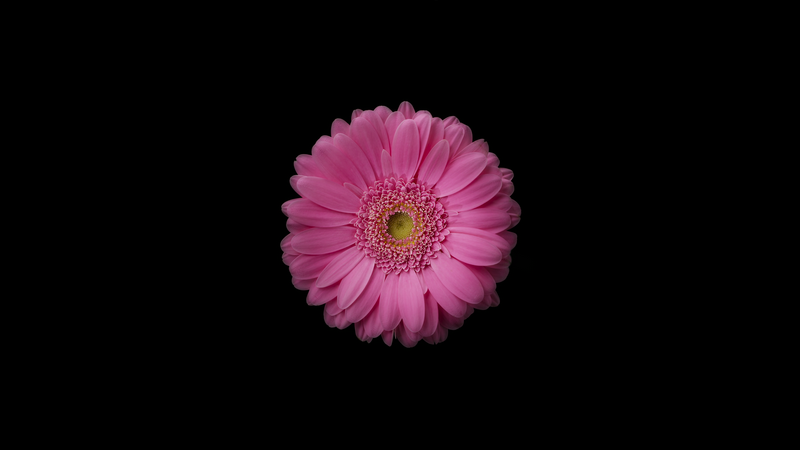 Pink Gerbera Daisy Flower on Black Background