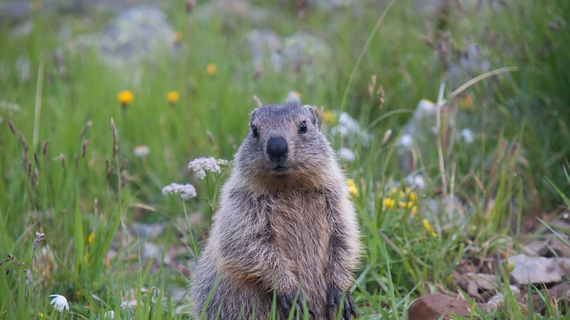 Groundhog in a field with flowers