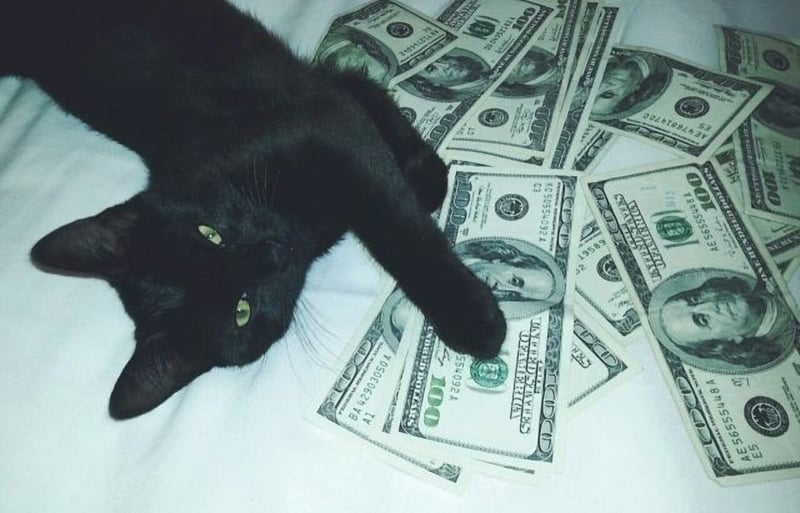 Black cat with paws on US dollar bills
