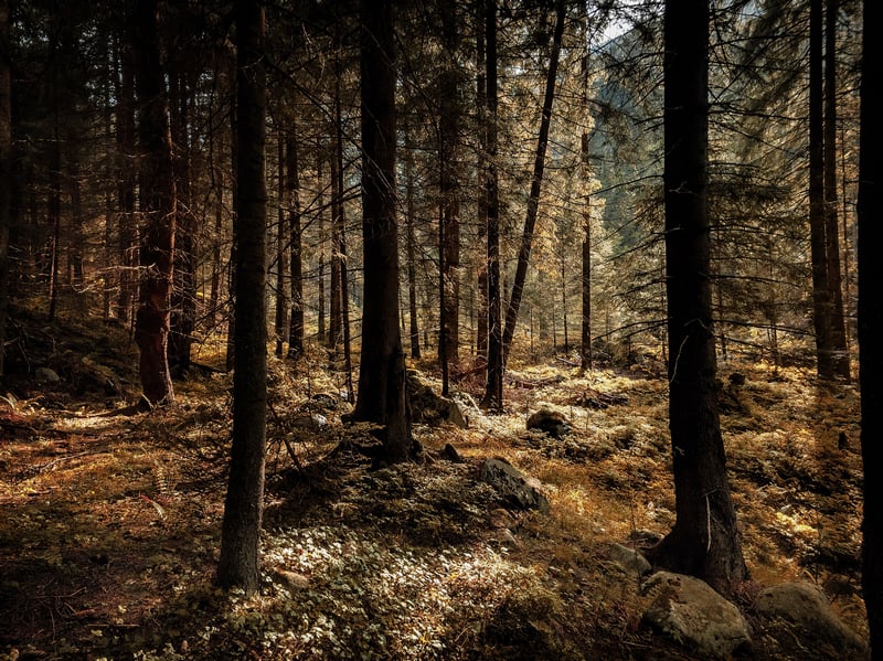 Sunlight filtering through a dense forest with rocky terrain
