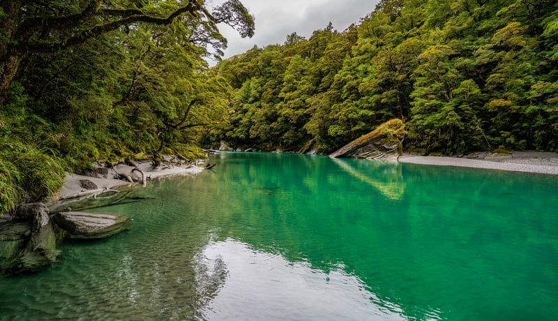 Turquoise river flowing through a dense green forest