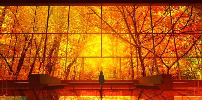 Scenery of a person sitting in front of a forest in autumn