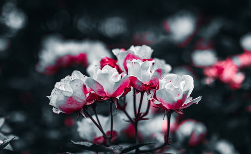 Close-up of white and pink roses with blurry background