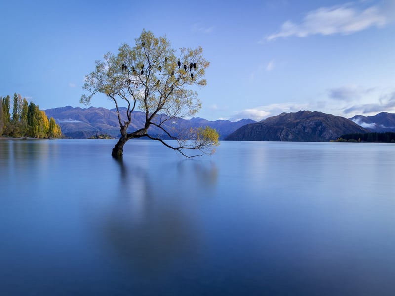 Tree growing in Lake Wanaka with birds