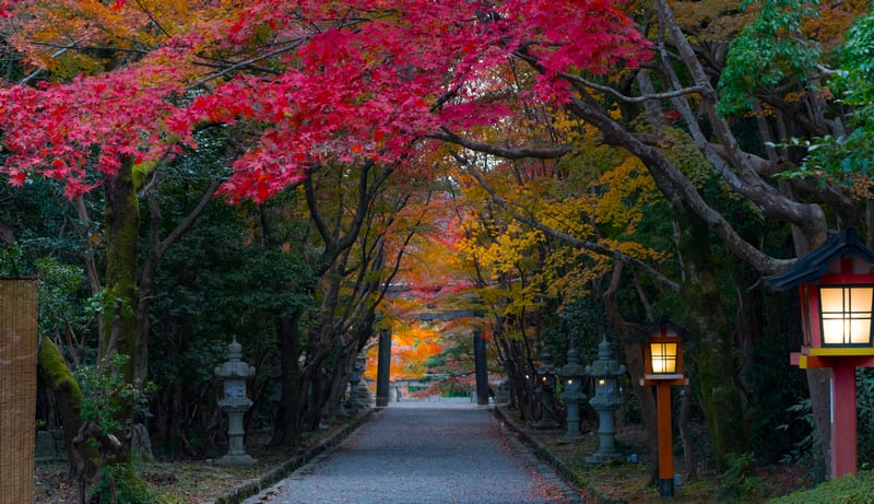 Autumn tunnel of trees with red and yellow foliage