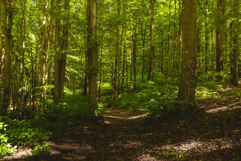 Sunlight filtering through a green forest path