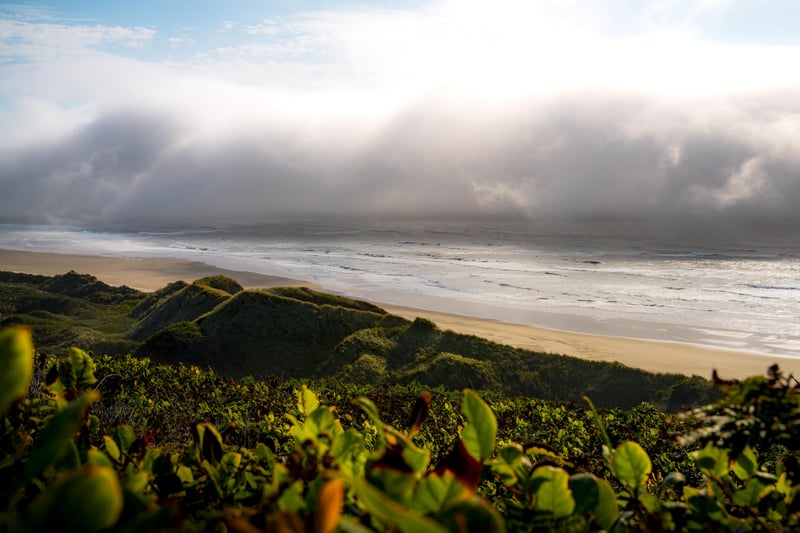 Misty coast with sand dunes and green foliage