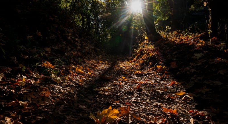 Sunlight filters through autumn leaves on a forest path