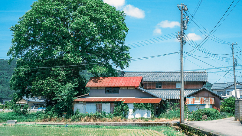 Abandoned Japanese Houses Under a Large Tree