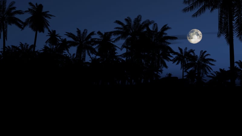 Full moon over silhouette of palm trees at night