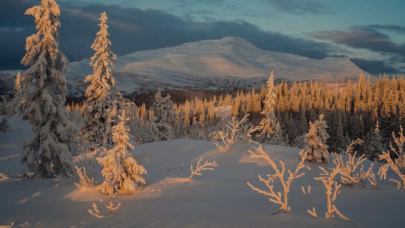 Snowy mountain peak at sunset with frosted pine trees
