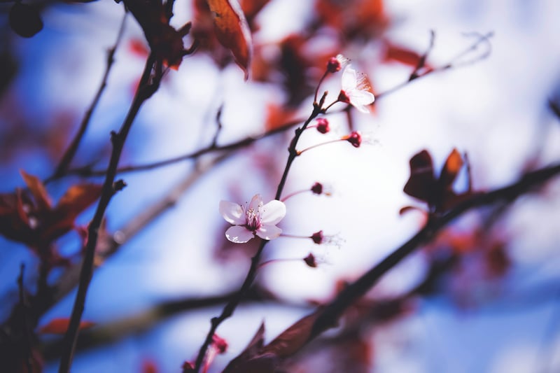Close-up of delicate pink cherry blossoms on a branch