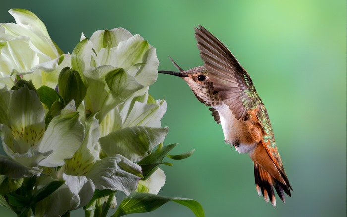 Hummingbird feeding on white flowers