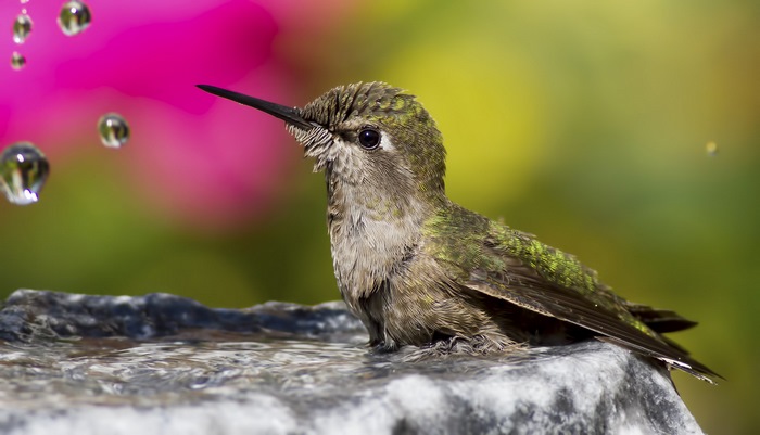 Hummingbird bathing in a bird bath