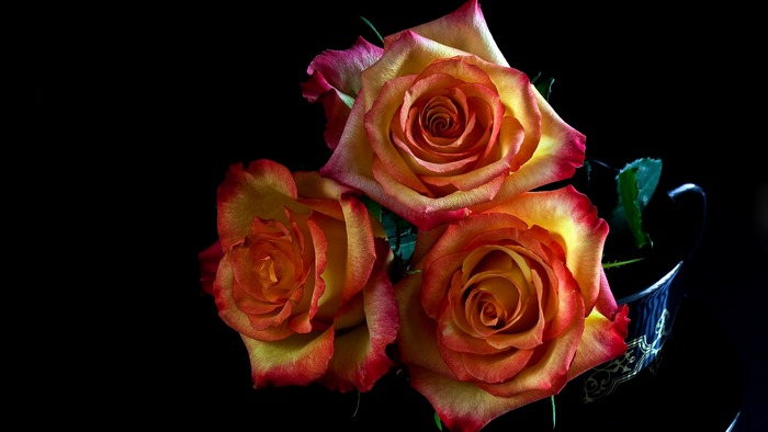 Three bicolor roses in a vase