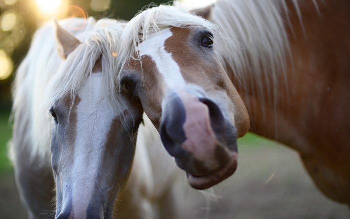 Two horses with light-colored manes and white markings