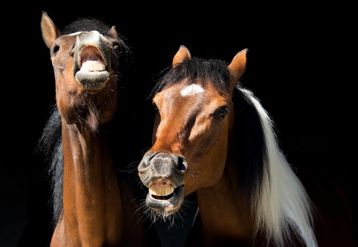 Two horses with mouths open