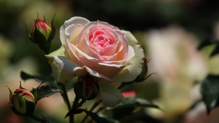 Close-up of a pink and white rose with buds