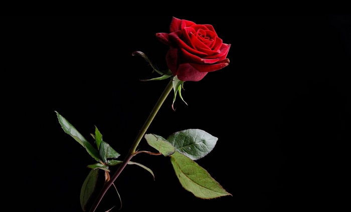 A single red rose on a black background