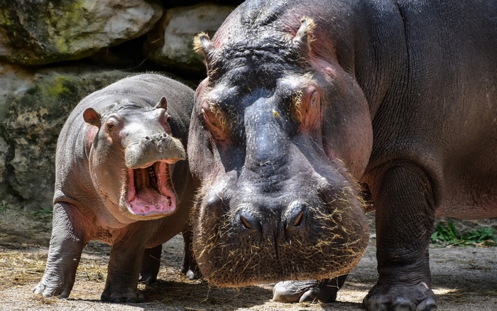 Two hippos, one yawning, in a zoo enclosure