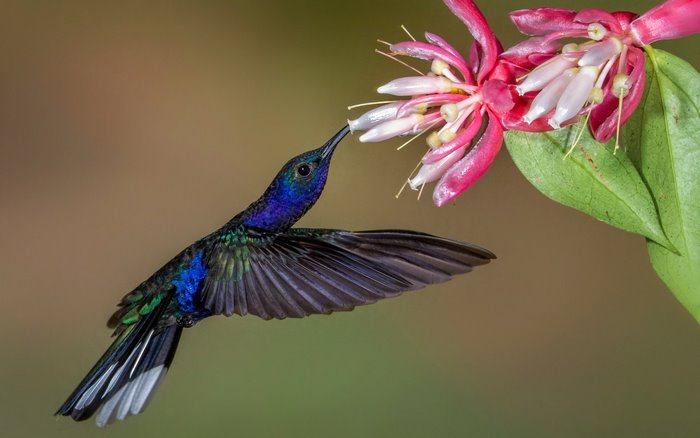 Hummingbird feeding on a pink flower