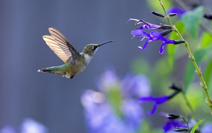 Hummingbird feeding on purple flowers