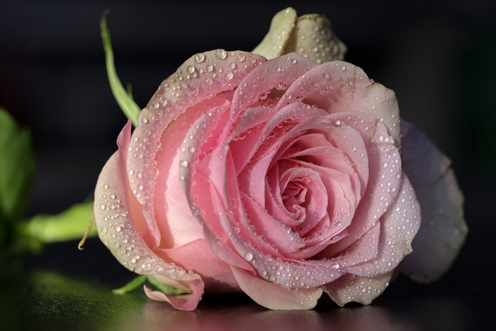 Pink rose with water droplets