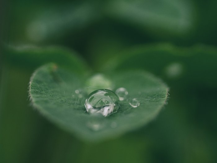 Macro shot of water droplet on green leaf