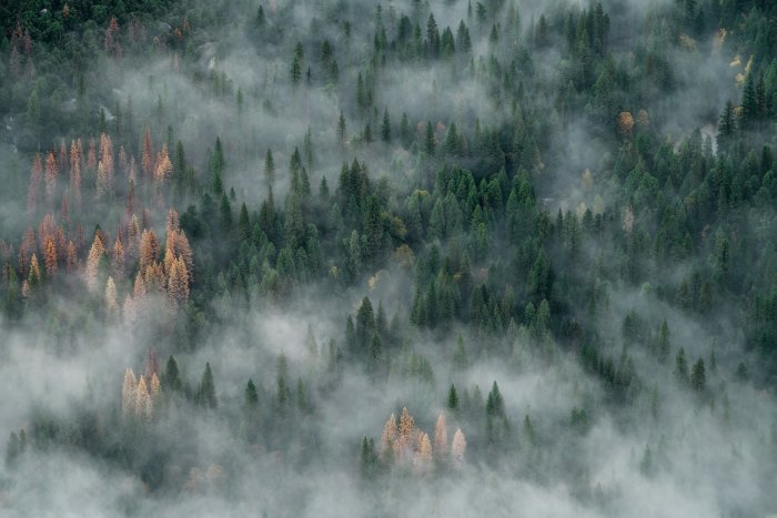 Foggy pine forest with golden and green trees