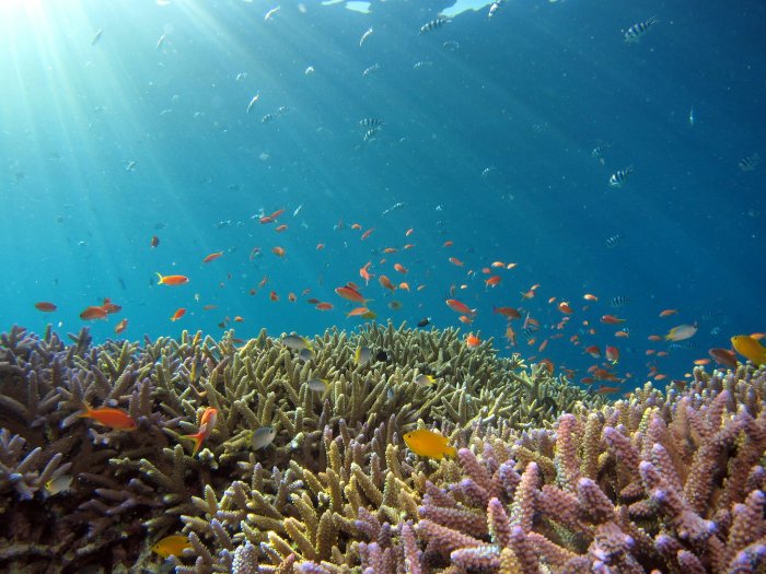 Coral Reef with School of Orange Fish Underwater