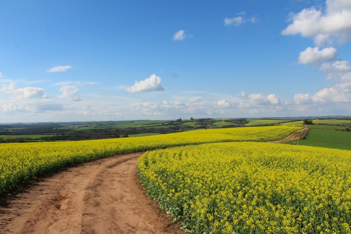 Dirt path winding through yellow canola field