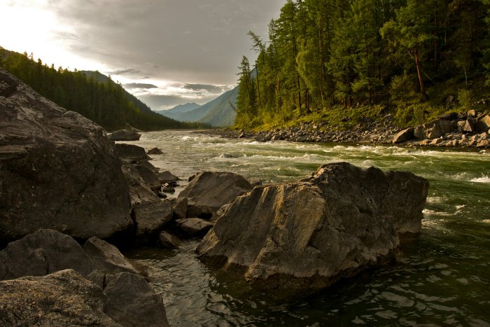 Rushing river flowing past large rocks and pine forest