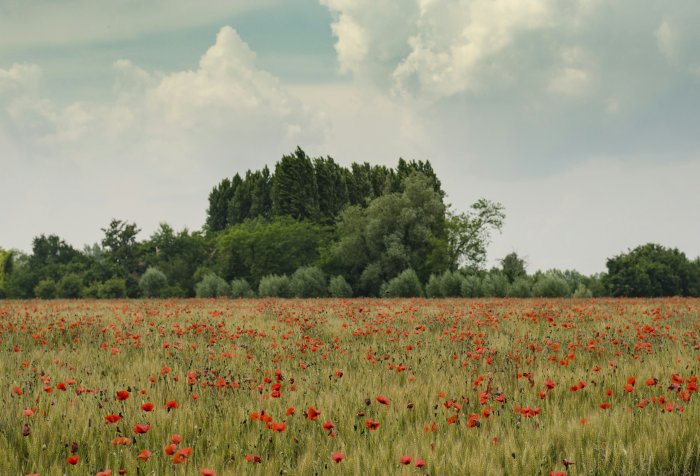 Red poppy field with green trees under cloudy sky