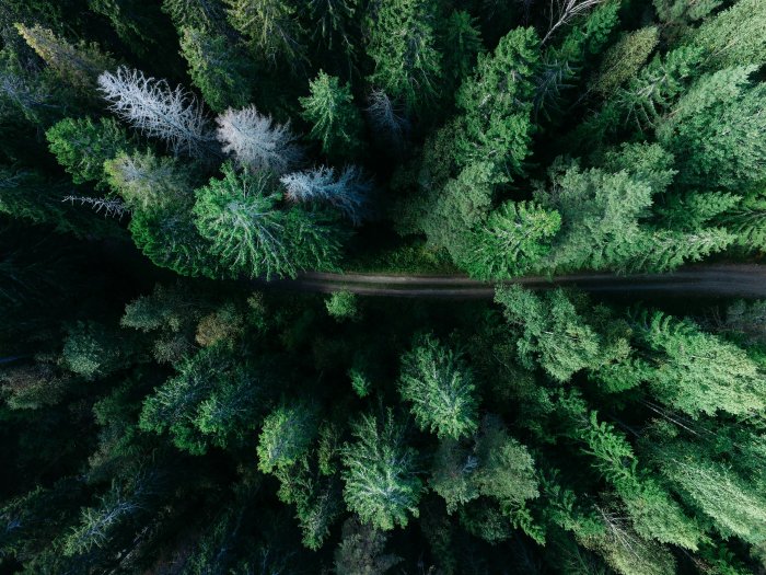 Aerial view of a dirt road through a dense pine forest