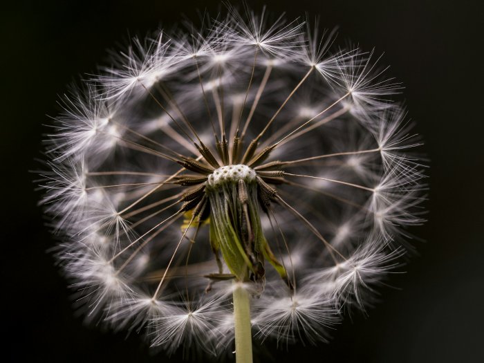 Macro shot of a dandelion seed head