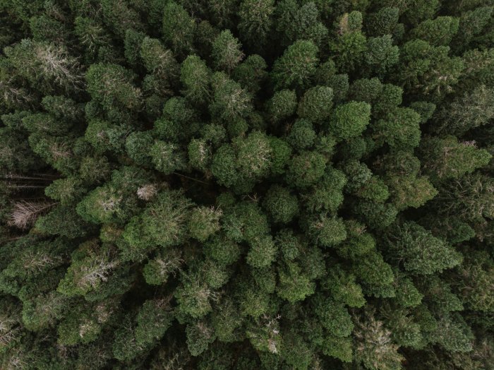 Top-down view of dense green pine forest canopy