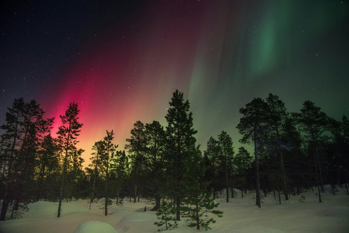 Aurora Borealis Over Snowy Pine Forest