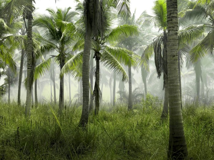 Misty Palm Tree Forest with Tall Grass